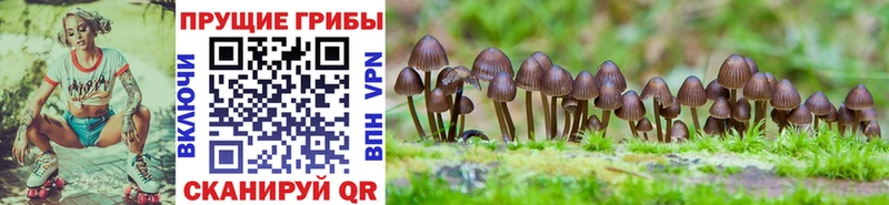 Псилоцибиновые грибы мицелий  Сланцы 